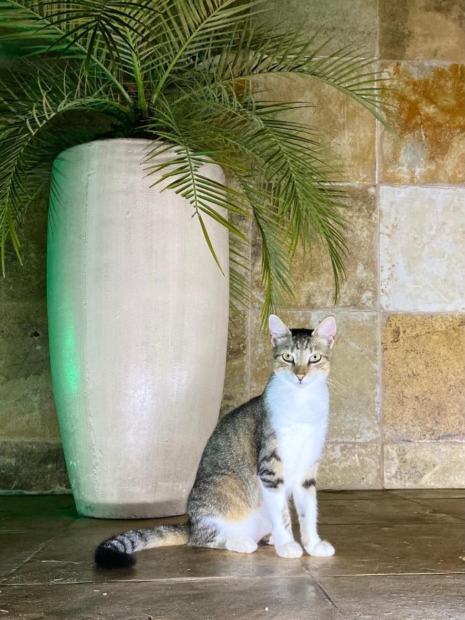 Villa Corsica Prea Esterno foto